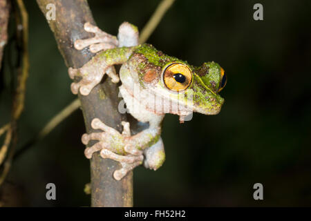 Buckley di zampe sottili Treefrog (Osteocephalus buckleyi). Su un ramo nella foresta pluviale, provincia di Pastaza, Ecuador. Foto Stock