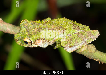 Buckley di zampe sottili Treefrog (Osteocephalus buckleyi). Su un ramo nella foresta pluviale, provincia di Pastaza, Ecuador. Foto Stock