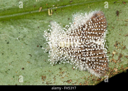 Cordyceps fungo infettare una falena nel sottobosco della foresta pluviale, provincia di Pastaza, Ecuador Foto Stock