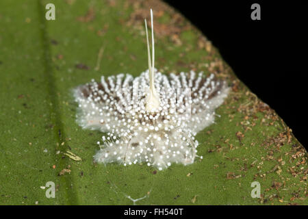 Cordyceps fungo infettare una falena nel sottobosco della foresta pluviale, provincia di Pastaza, Ecuador Foto Stock