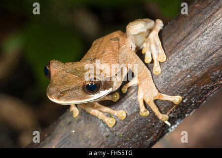 A testa piatta treefrog bromeliad (Osteocephalus planiceps) su un ramo della foresta pluviale, provincia di Pastaza, Ecuador Foto Stock