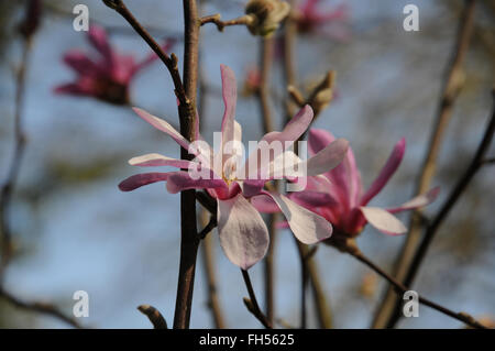 Magnolia viola Foto Stock