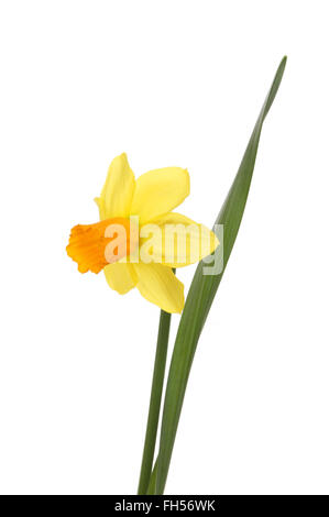 Unico Daffodil fiore foglia e isolata contro bianco Foto Stock