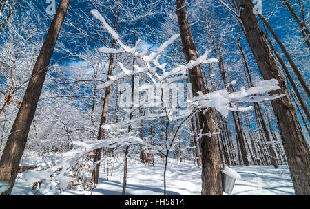 Sciroppo di acero bucket di SAP su alberi di acero in un bosco d'inverno. Foto Stock