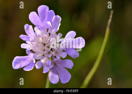 Piccolo scabious (Scabiosa colombari). Fiori malva sugli impianti di famiglia Dipsaceae, fioritura in un britannico prato calcareo Foto Stock
