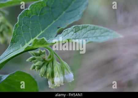 Comfrey comune (Symphytum officinale). Fiori di colore bianco su un peloso grossolanamente piante in fiore, nella famiglia Boraginaceae Foto Stock