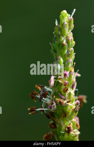 Maggiore piantaggine (Planzago major). Fiore di questo planzago, noto anche come di latifoglie piantaggine, nella famiglia Plantaginaceae Foto Stock