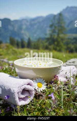 Oxeye Daisy dalla ciotola con acqua e camomilla, Strobl, Salzburger Land, Austria Foto Stock