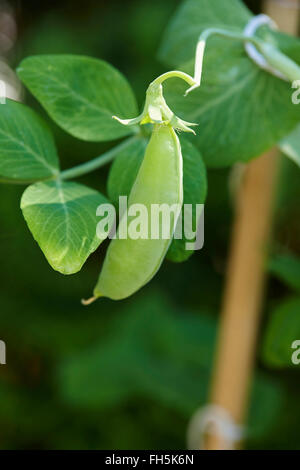 Close up zucchero pisello a scatto sulla vite in giardino, Ontario, Canada Foto Stock