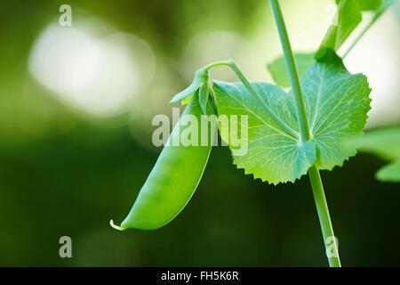 Close-up di zucchero pisello a scatto sulla vite in giardino, Ontario, Canada Foto Stock