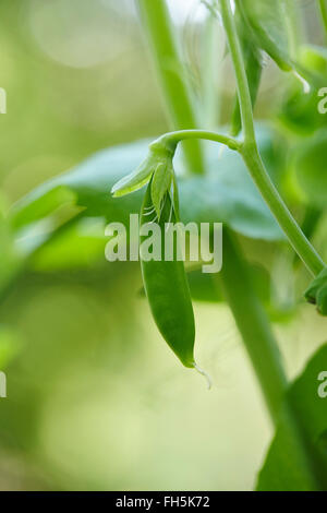 Close-up di zucchero pisello a scatto sulla vite in giardino, Ontario, Canada Foto Stock