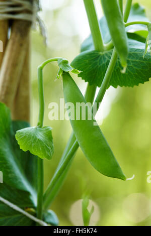 Close-up di zucchero pisello a scatto sulla vite in giardino, Ontario, Canada Foto Stock