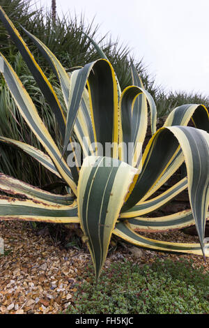 Rosetta carnosa del grande impianto del secolo Agave americana "Variegata' Foto Stock