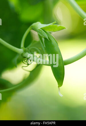 Close-up di zucchero pisello a scatto sulla vite in giardino, Ontario, Canada Foto Stock