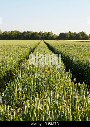 Campo di grano con tracce di pneumatici, Germania Foto Stock