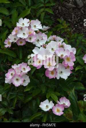 Rose ballerina, rosa ad arbusto, muschio, Foto Stock