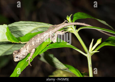 Il novellame di ulivo Runner (Plica umbra) nel sottobosco della foresta pluviale, provincia di Pastaza, Ecuador Foto Stock