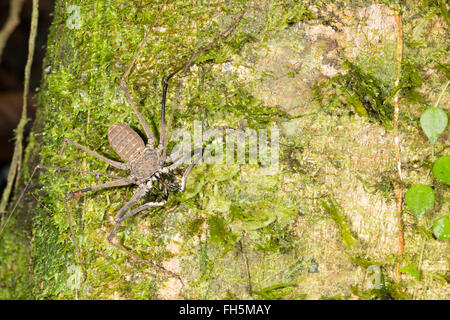 Tailless whipscorpion (Amblypygid) su una foresta pluviale tronco di albero nella provincia di Pastaza, Ecuador Foto Stock