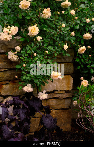 Rosa la prosperità, la mescola bianca muschio ibrido, Pemberton, arbusto, Foto Stock