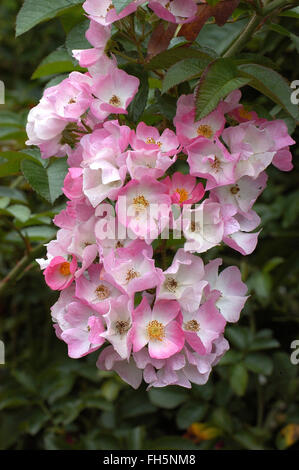 Rose Ballerina, ibrido muschio, arbusto. Foto Stock