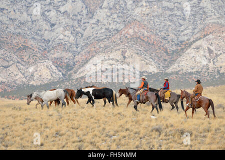 Cowboy e Cowgirl imbrancandosi cavalli nel deserto e montagne rocciose, Wyoming USA Foto Stock