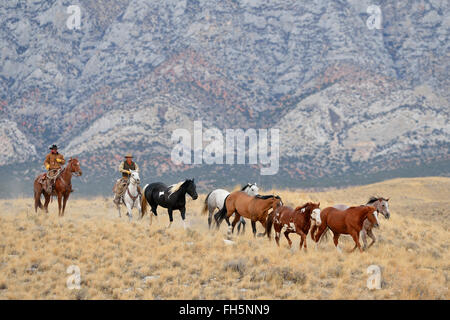 I cowboys imbrancandosi cavalli nel deserto e montagne rocciose, Wyoming USA Foto Stock