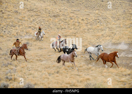 I cowboys imbrancandosi cavalli nel deserto e montagne rocciose, Wyoming USA Foto Stock