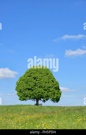 Tiglio (Tilia) e una panchina nel parco in Prato, la molla. Irschenberg, Miesbach, Baviera, Germania. Foto Stock