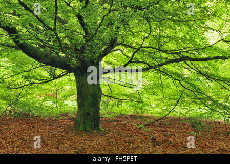 Faggio nella foresta. Sababurg, Reinhardswald, Distretto di Kassel, Hesse, Germania. Foto Stock