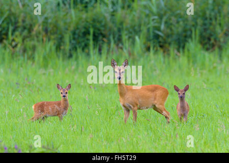 Il capriolo (Capreolus capreolus) Doe con cerbiatti sul prato, Hesse, Germania Foto Stock