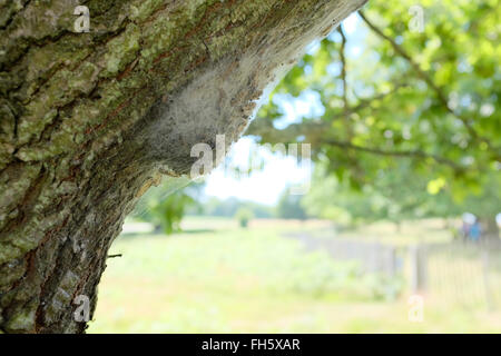 La processionaria della quercia (Thaumetopoea processionea) larve nel loro nido di seta in Richmond Park, London, Regno Unito Foto Stock