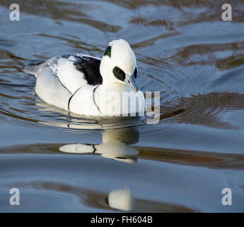 Smew maschio Mergellus albellus su un lago del GLOUCESTERSHIRE REGNO UNITO Foto Stock