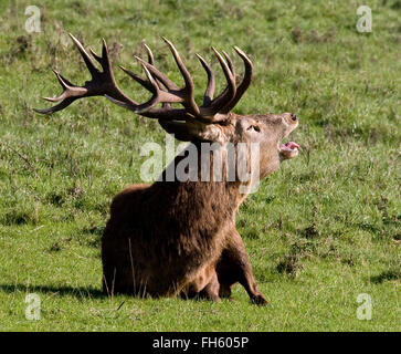 Dieci sottolineato il cervo rosso cervo Cervus elaphus muggito in solchi stagione Ashton Court Bristol REGNO UNITO Foto Stock