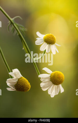 I fiori di camomilla Foto Stock