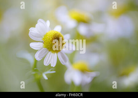 I fiori di camomilla Foto Stock