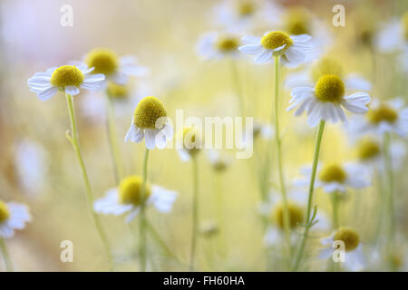 I fiori di camomilla Foto Stock