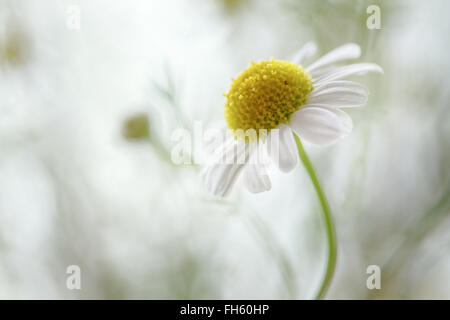 I fiori di camomilla Foto Stock