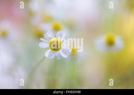 I fiori di camomilla Foto Stock