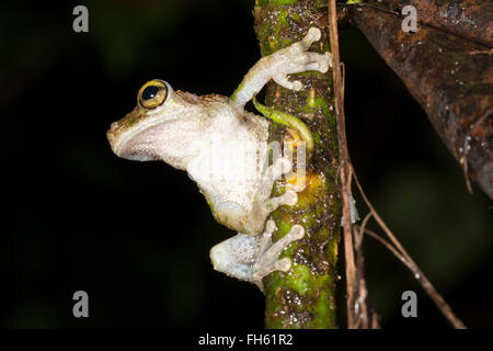 Buckley di zampe sottili Treefrog (Osteocephalus buckleyi). nel sottobosco della foresta pluviale, provincia di Pastaza, Ecuador Foto Stock