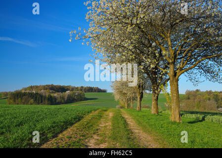 Strada sterrata attraverso il campo con la Fioritura di ciliegio in primavera, Reichartshausen, Amorbach, Odenwald, Baviera, Germania Foto Stock