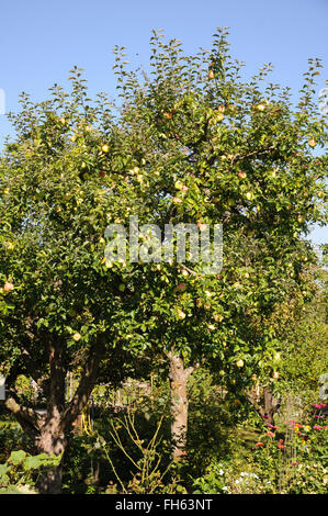 Apple-sort Winterglockenapfel Foto Stock