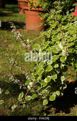 Variegato edera svedese Foto Stock