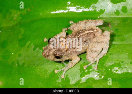 Arancio-groined pioggia (rana Pristimantis croceoinguinis) nel sottobosco della foresta pluviale, provincia di Pastaza, Ecuador Foto Stock