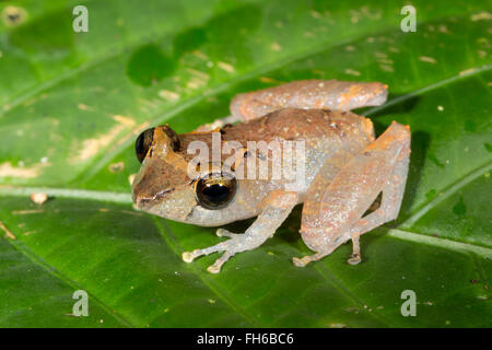 Kichwa pioggia (Rana Pristimatis kichwarum) nella foresta pluviale, provincia di Pastaza, Ecuador Foto Stock