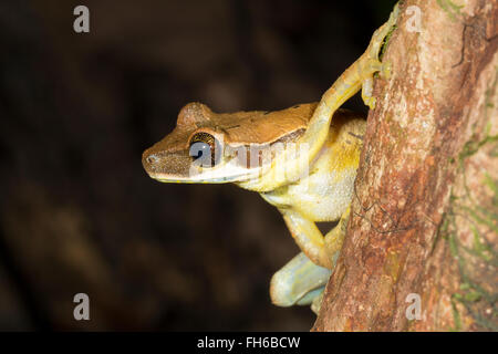 A testa piatta treefrog bromeliad (Osteocephalus planiceps) su un ramo della foresta pluviale, provincia di Pastaza, Ecuador Foto Stock