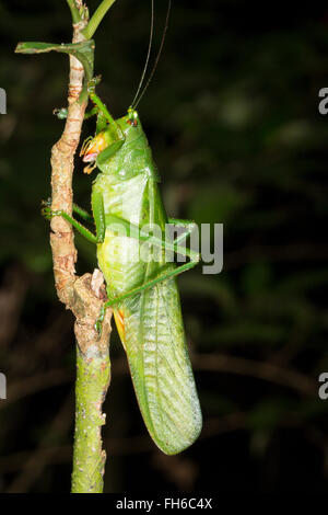 Una grande macchia verde cricket nella foresta pluviale, provincia di Pastaza, Ecuador. Foto Stock