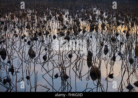 Francia, Mougin, un sacco di essiccati fiori di loto nello stagno al tramonto in Provenza, il riflesso del Cielo di tramonto, canne, erba secca Foto Stock