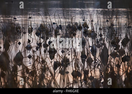 Francia, Mougin, un sacco di essiccati fiori di loto nello stagno al tramonto in Provenza, il riflesso del Cielo di tramonto, canne, erba secca Foto Stock