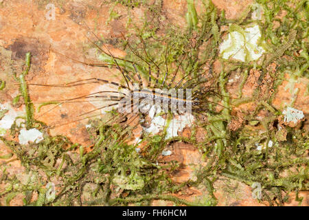 Casa (centipede La scutigera) su un tronco di albero nella foresta pluviale, provincia di Pastaza, Ecuador Foto Stock