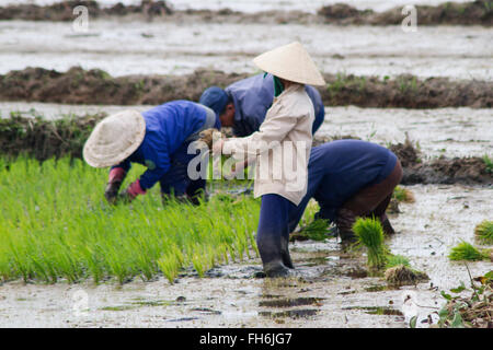 Piantando pianticelle di riso in un invaso paddy Viet Nam Foto Stock